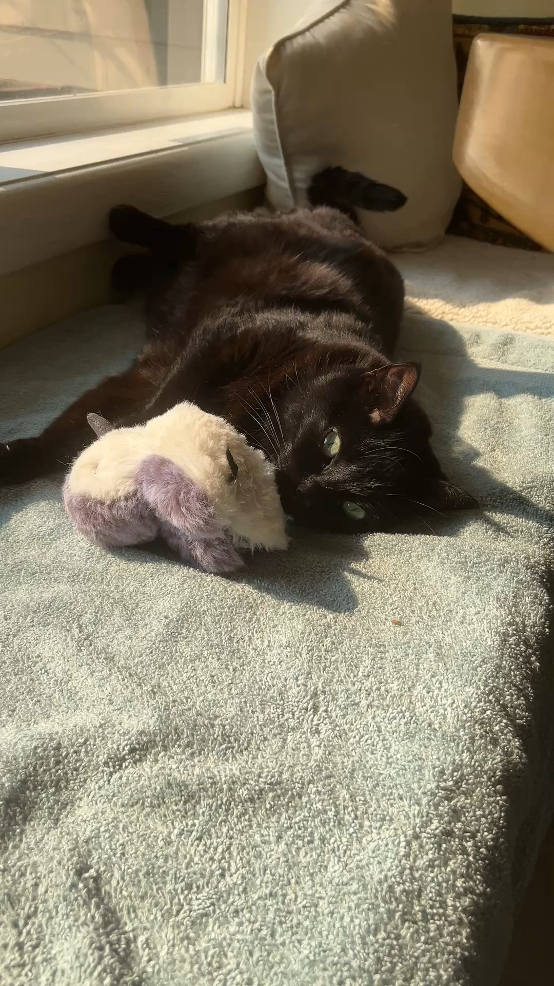 Black cat approved toy your pet will actually play with. Touch-activated sandpiper makes chirping sounds that encourage exercise, curiosity, and solo playtime. Great for indoor cats who get bored easily. 

#LTKHome #LTKFindsUnder50 #LTKHoliday