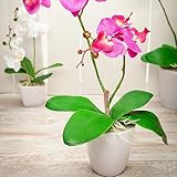 Fiore 4 x 15 Inch Artificial Moth Orchids, 12 Potted Fake Orchids - 8 Blooms, Use As Centerpieces, H | Amazon (US)