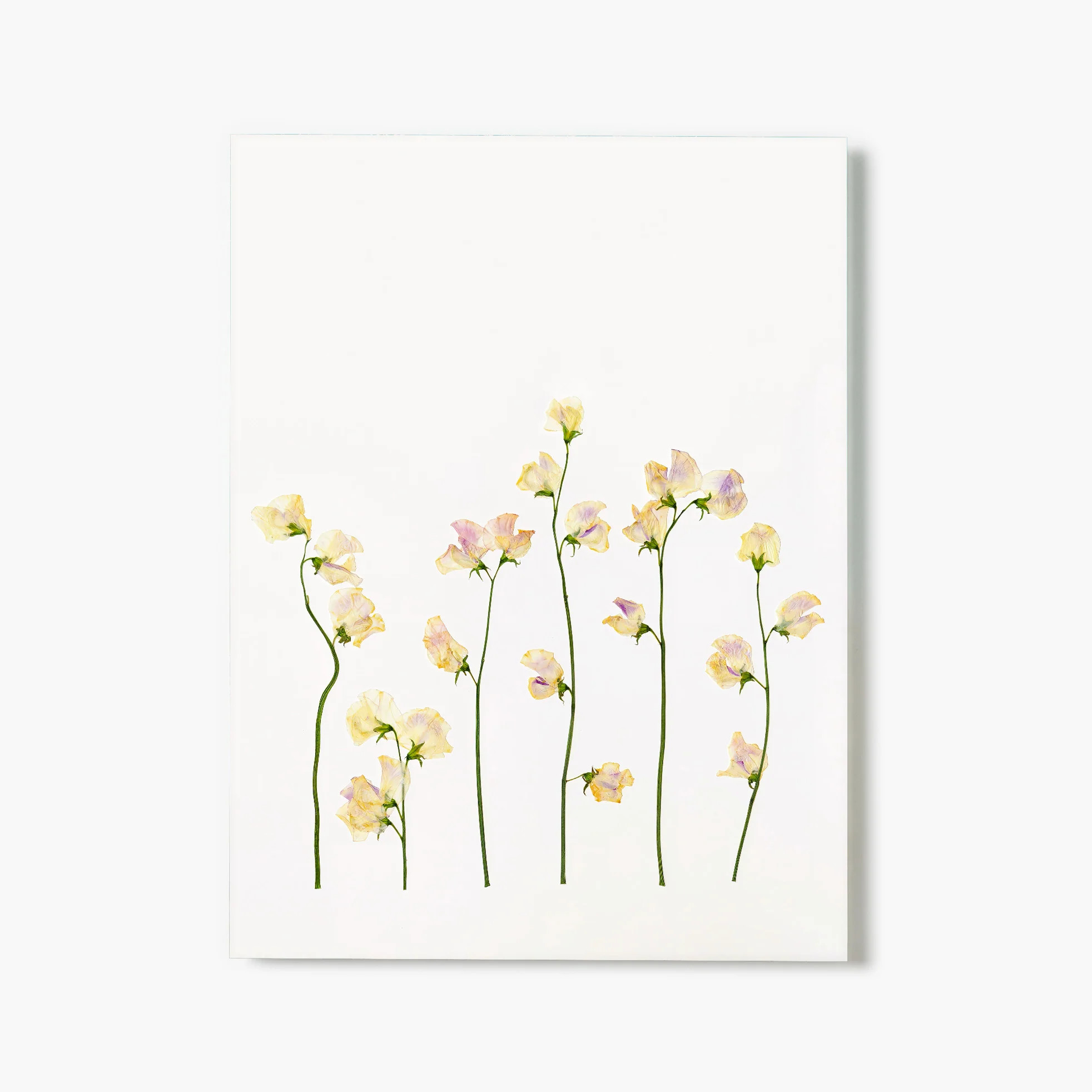 April Sweet Pea Pressed Floral Print | Fracture