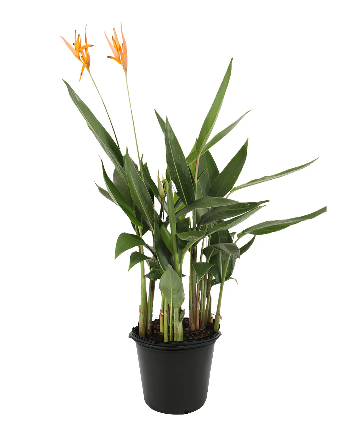 Lowe's Heliconia Shrub in -Quart Pot with Orange Blooms | NURSERY | Lowe's