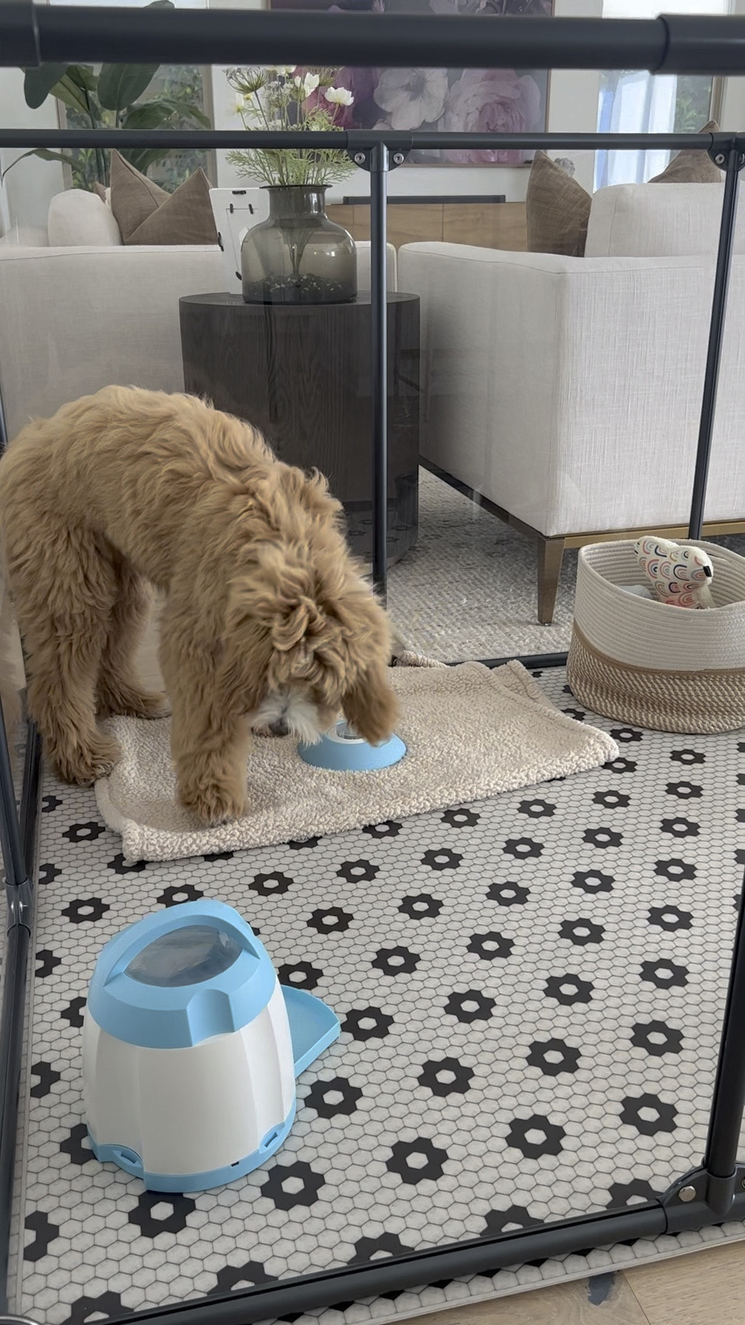 Dog enrichment toys, dog puzzle feeder, dog treat dispenser, fun dog toys 

#LTKHome #LTKVideo