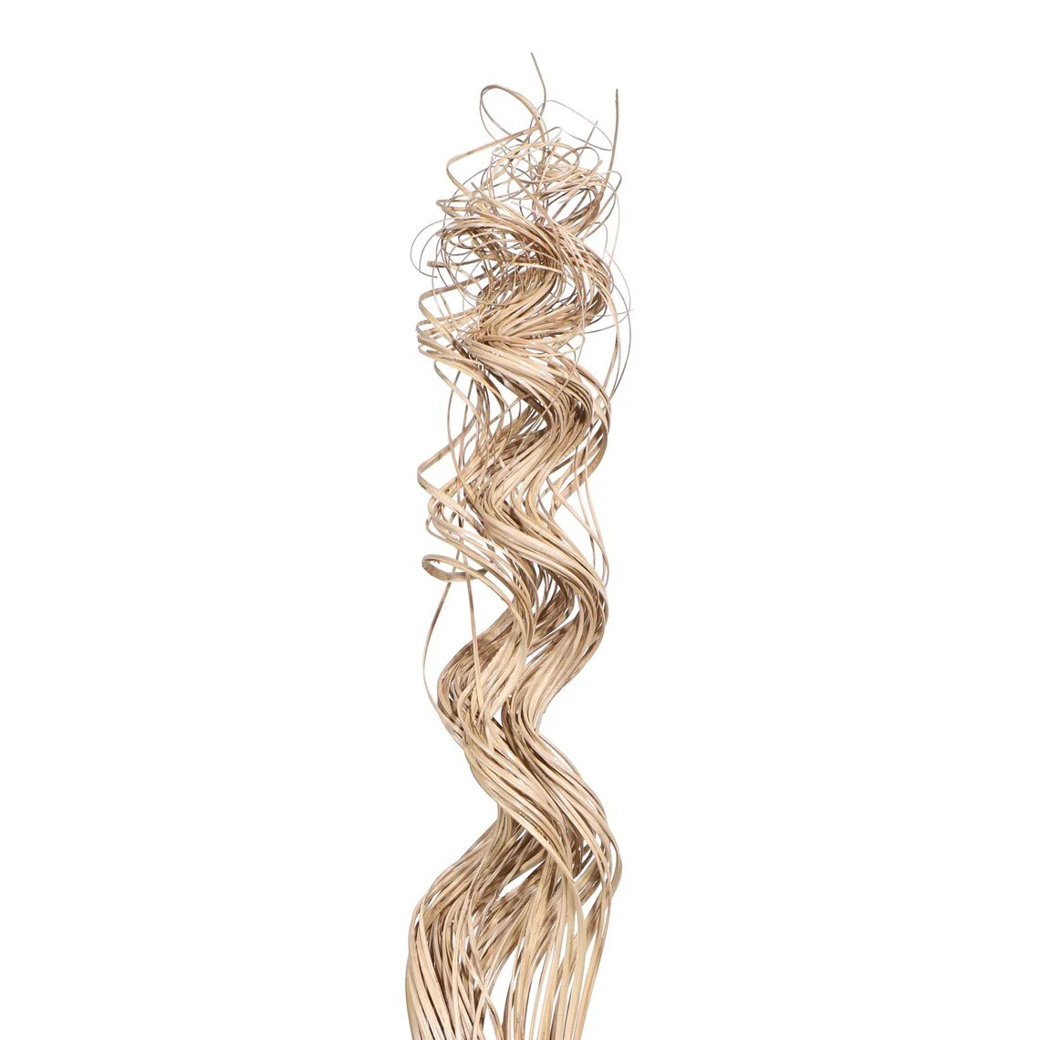 Primrue Curly Ting Bush | Wayfair | Wayfair North America