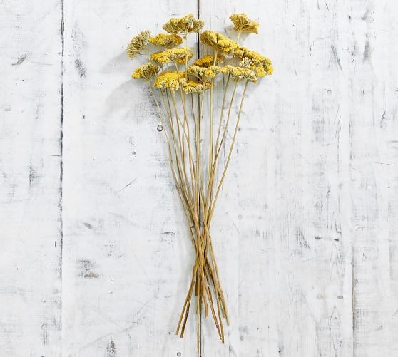 Dried Yarrow Bundle | Pottery Barn (US)