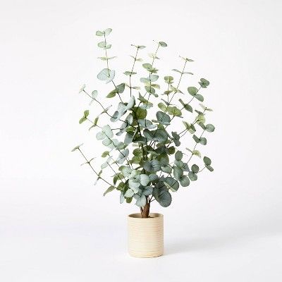 Medium Eucalyptus in Pot - Threshold™ designed with Studio McGee | Target