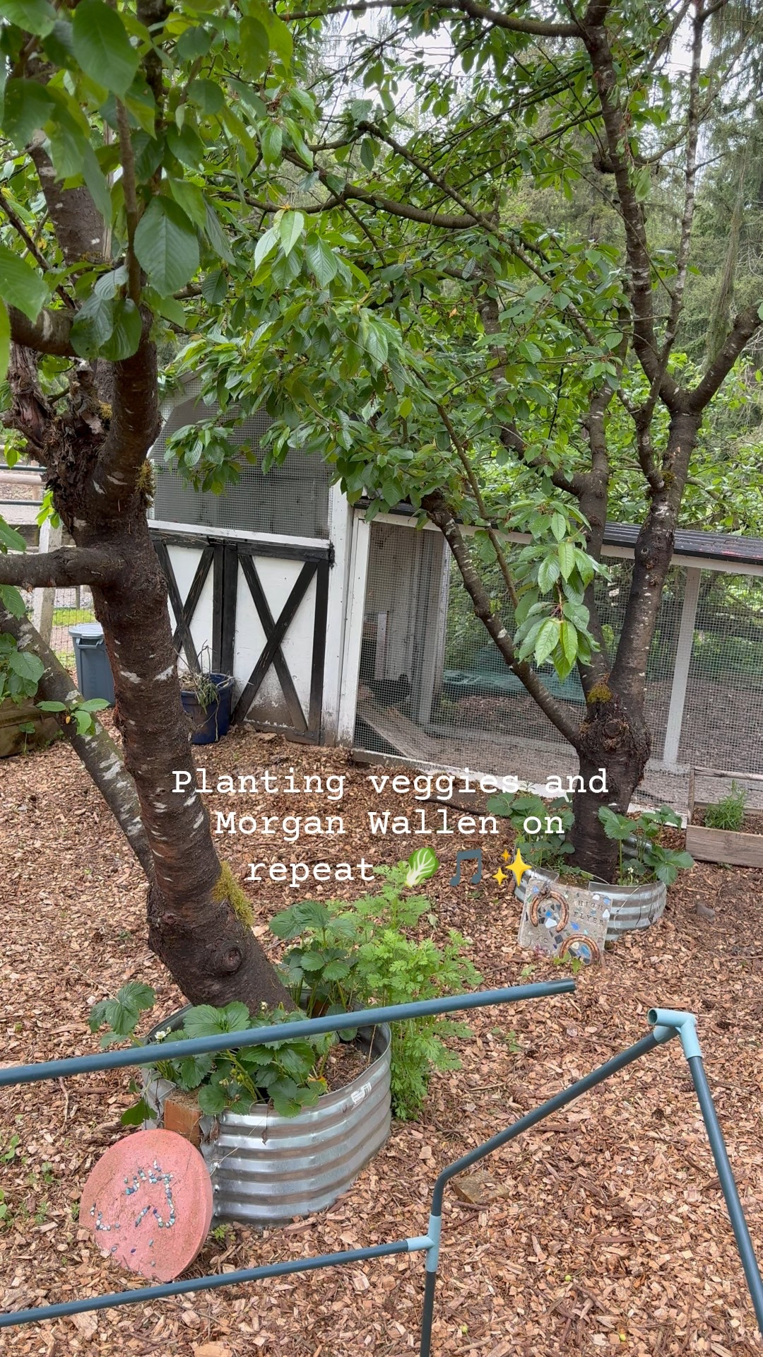 Kitchen garden is planted!! Mini greenhouses and seeds I love are linked! 

Garden 

#LTKSeasonal #LTKActive #LTKHome