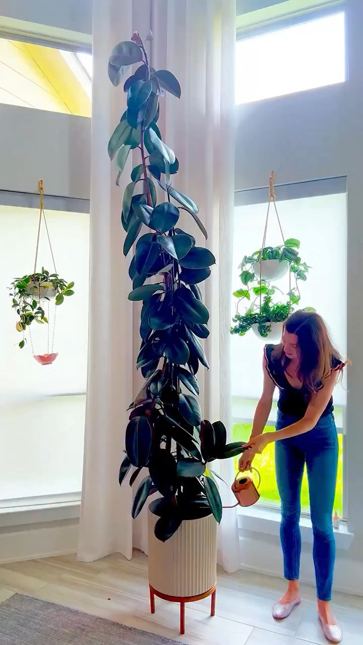Bringing three rubber trees together in one planter sounds bold. It can work. But only if you set them up right.

Start with the roots
Rinse off that heavy nursery soil. It holds too much moisture and can lead to root rot. Clean roots give you a fresh start.

Use the right planter
Go wide and deep so each tree has space. This is what gives you that full, sculptural look.

Build a chunky soil mix
• Fox Farm organic soil
• Perlite
• Orchid bark

This combo drains fast and keeps roots healthy.

Add support early
Use a pole and soft Velcro ties. This helps train the trees to grow upright and together from day one.

Place with intention
Space the trees evenly. Think balance, not crowding. Fill in with your mix as you go.

Secure and finish
Gently tie the trunks for stability. Keep it snug, not tight.

That’s it. Now you have one full, statement plant instead of three separate ones.

Comment “tree” and I’ll send you everything I used.

beginner plant care tips | indoor plant care | repotting houseplants | rubber tree care | plant styling ideas | indoor plant setup | ficus elastica care | houseplant tips | plant inspiration