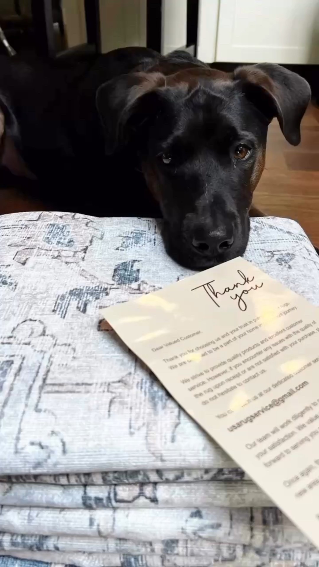 My little helper! Brandy follows me & "helps me" with every project around here!
A new rug is no different! I think she thinks it's hers! Can't wait to share the room makeover we have in the works!
This rug from @genimorugus is a beautiful design, the perfect colors for the room, washable and obviously pet friendly MR!
#newrug #littlehelper
#mommyslittlegirl #roommakeover #staytuned #homedecor #gifted
#Itkhome #petfriendly #newenglandliving #beautifulhomes #dogsofinstagram

#LTKSaleAlert #LTKStyleTip #LTKHome