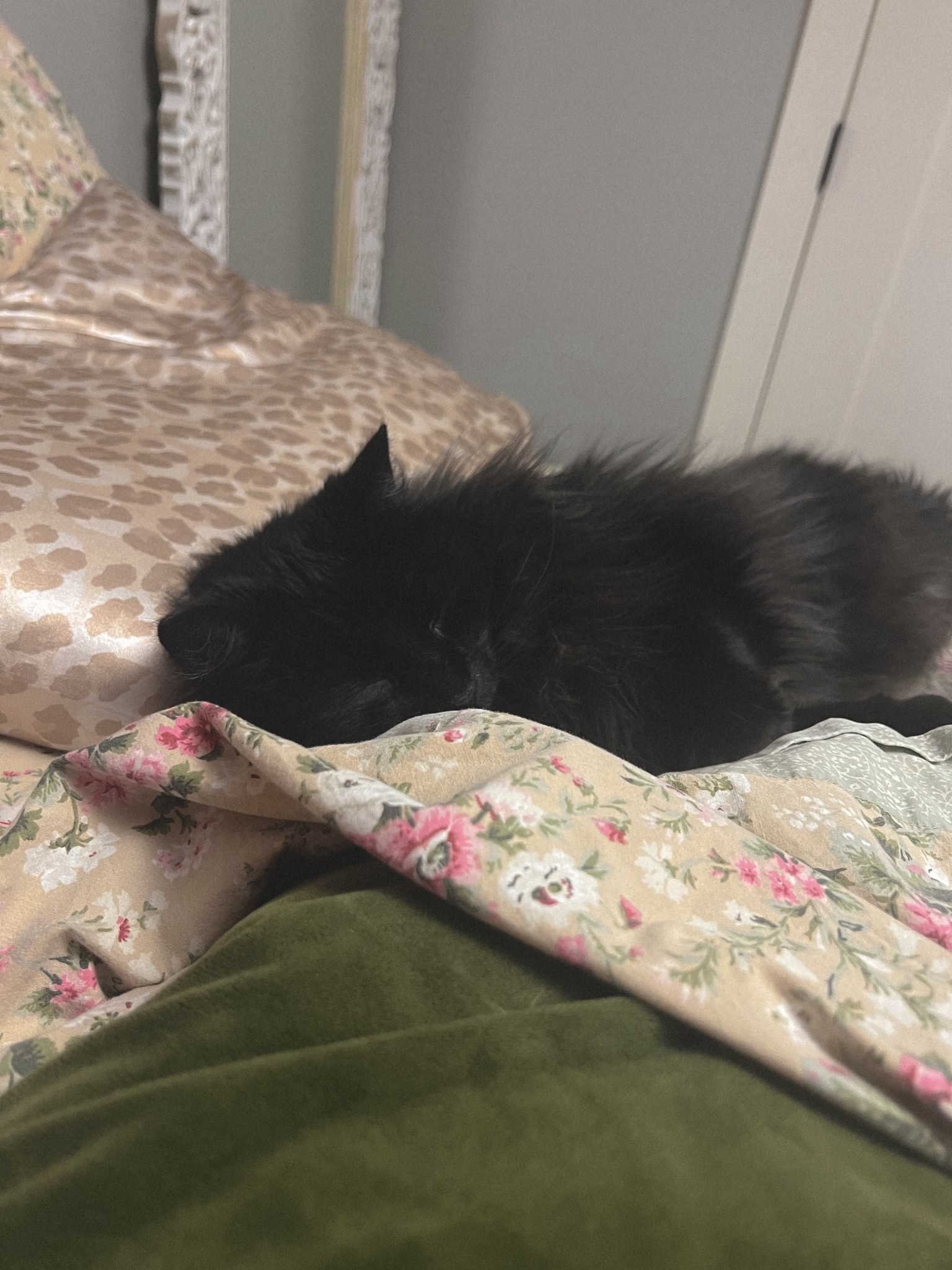 The cuteness! 😻
#bedding

#LTKHome #LTKCyberWeek #LTKdayinmylife