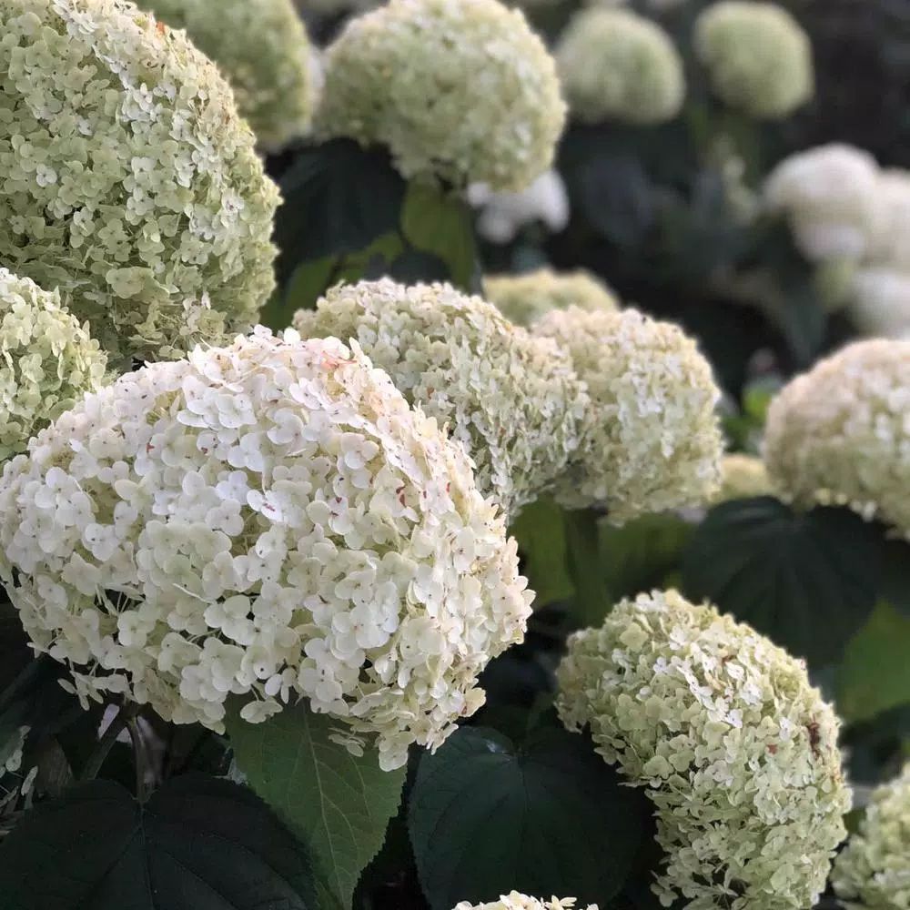 Spring Hill Nurseries Proven Winners Incrediball Hydrangea, Live Bareroot Plant, White Flowers (1... | The Home Depot