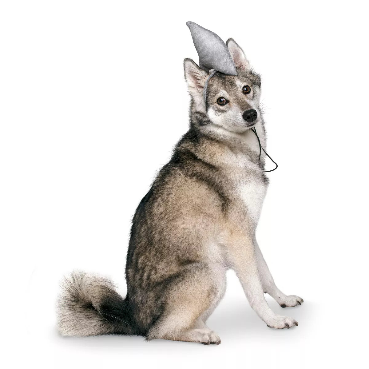 Midlee Shark Dog Headband Costume | Target