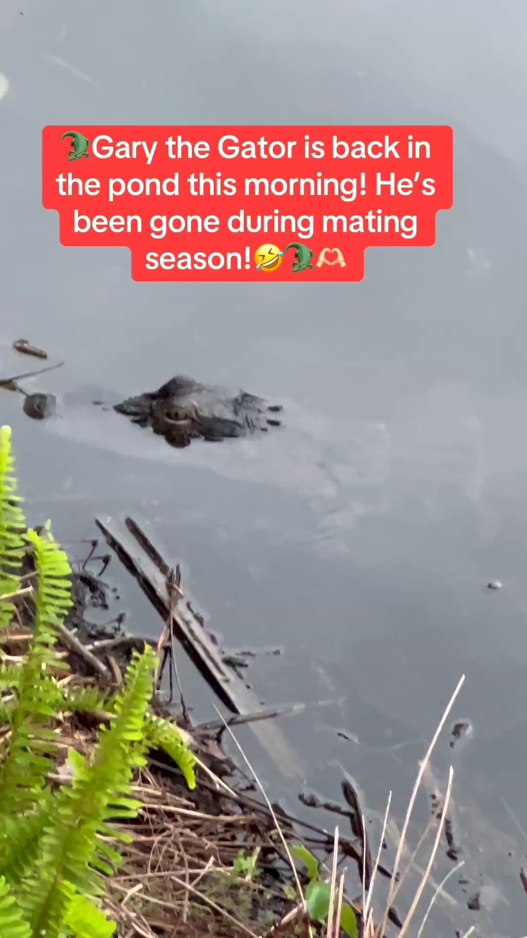 🐊Walking in my Hoka sneakers this morning, Gary the Gator is back in the pond. It’s been at least a month since I’ve seen him.

#LTKSeasonal #LTKOver40 #LTKfitnessgoals #LTKTravel #LTKgrwm #LTKootd #LTKActive #LTKvlog