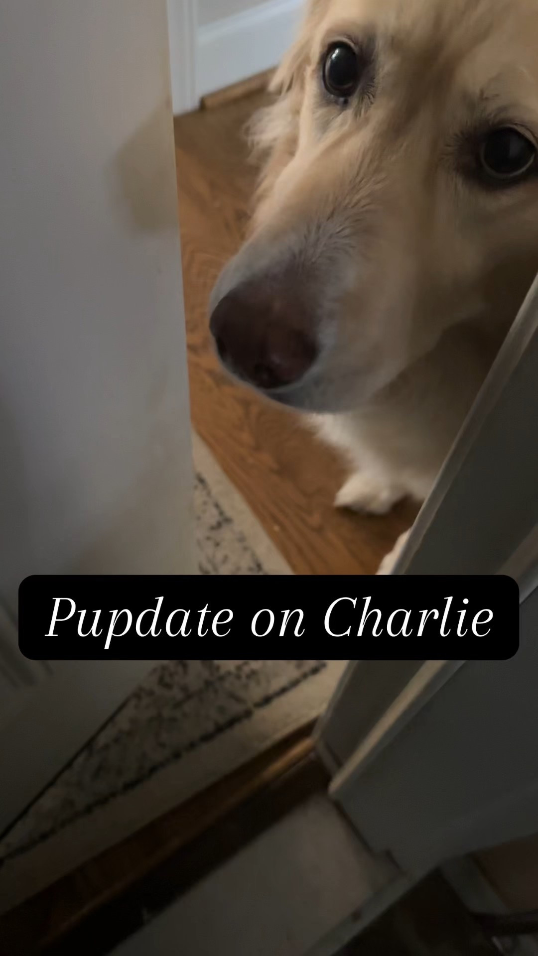 Nora sent us off with a worried expression.  Charlie has had a rough few days with significant GI issues, lethargy, and labored breathing. Neither of us are getting decent sleep.  Nights have been especially hard.  

At 13, we know we can expect some age related issues but that his age also makes him more vulnerable. So we checked in with the vet, didn’t panic but after a few days they had us bring him in.  Another trip to the vet means another day of appreciating our backseat extender. 

He’s home, we both got a much needed nap, he’s got doses of his new medications and just ate. Hopefully he’ll quickly be on the mend.  Follow up for this would be Monday if no improvement (sooner it worsens).  And Tuesday is his follow up with the animal eye care clinic for the Diamond burr debridement procedure he had 2 weeks ago.  My poor guy.  

The vet receptionist assumed I was bringing him in today related to his two eyelid surgeries but nope, a whole different health concern.  Back on pain meds for a few days, two medications for digestive health for two weeks, and a third that he may end up staying on.  Sweet senior love.  

#dogmom #golden #goldenretriever #LTKpet

#LTKvlog #LTKdayinmylife #LTKmomlife