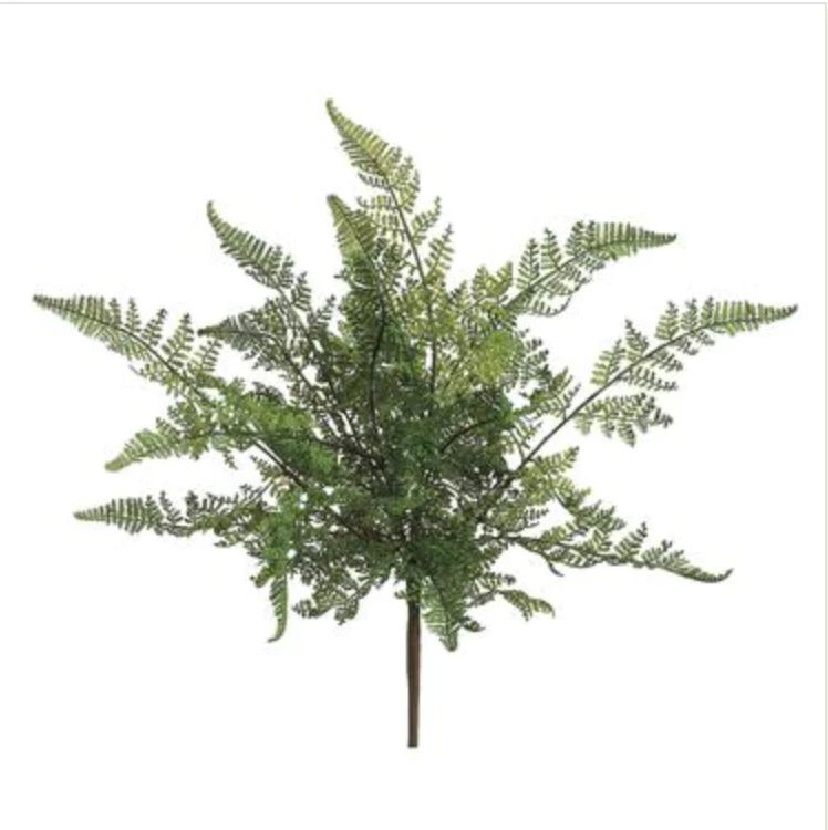 Leather Fern Bush | Cottonwood Company