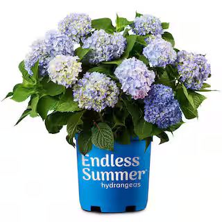 Endless Summer 1 Gal. Endless Summer Hydrangea Shrub with Blue Flowers 838594 - The Home Depot | The Home Depot