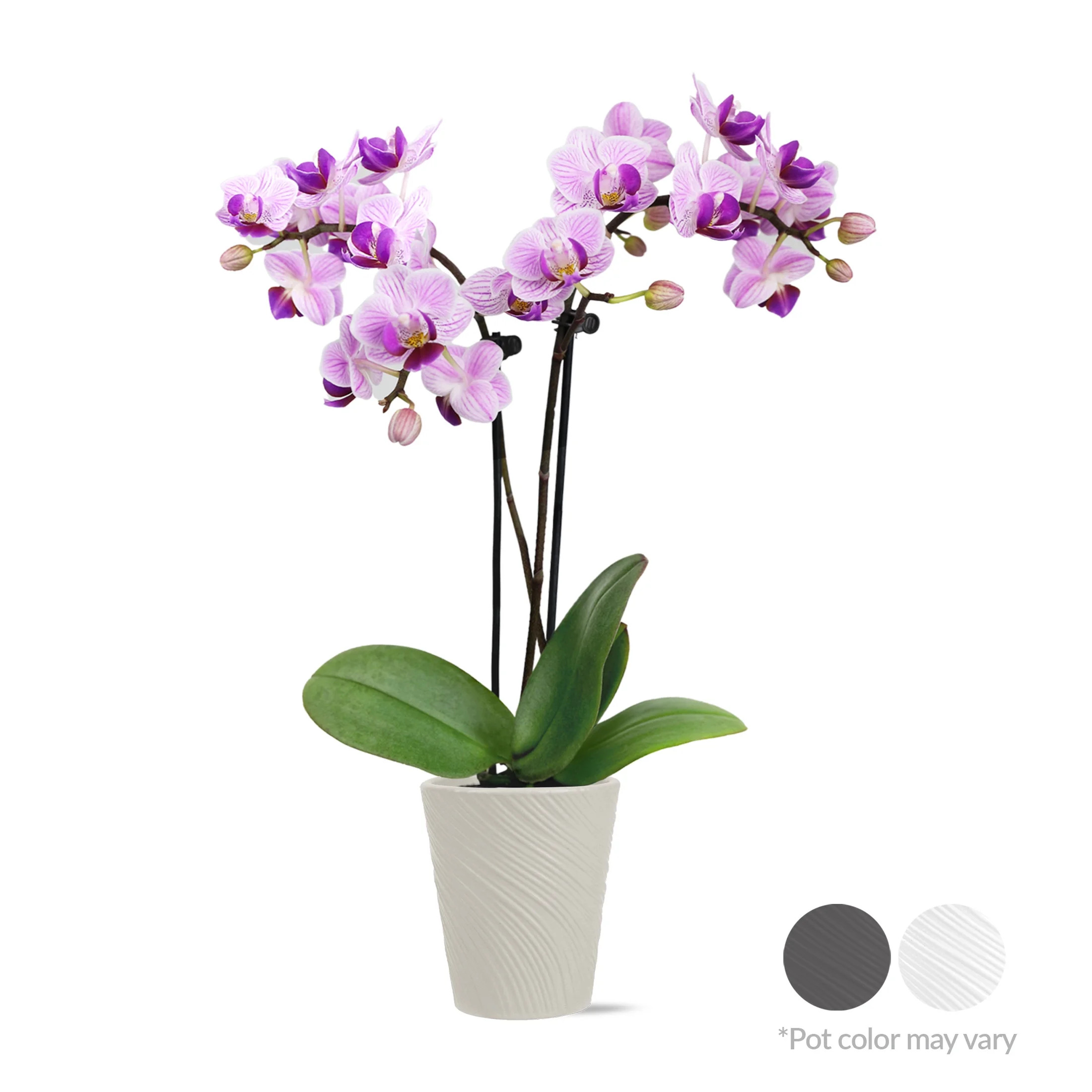 Just Add Ice Live Plant 6-10" Tall Mini Pink Purple Orchid in 2.5" Decorative Clay Pot | Walmart (US)