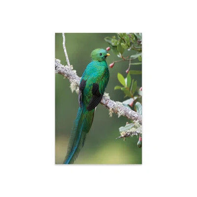 Resplendent Quetzal Male, Costa Rica II On Plastic/Acrylic by Tim Fitzharris | Wayfair North America