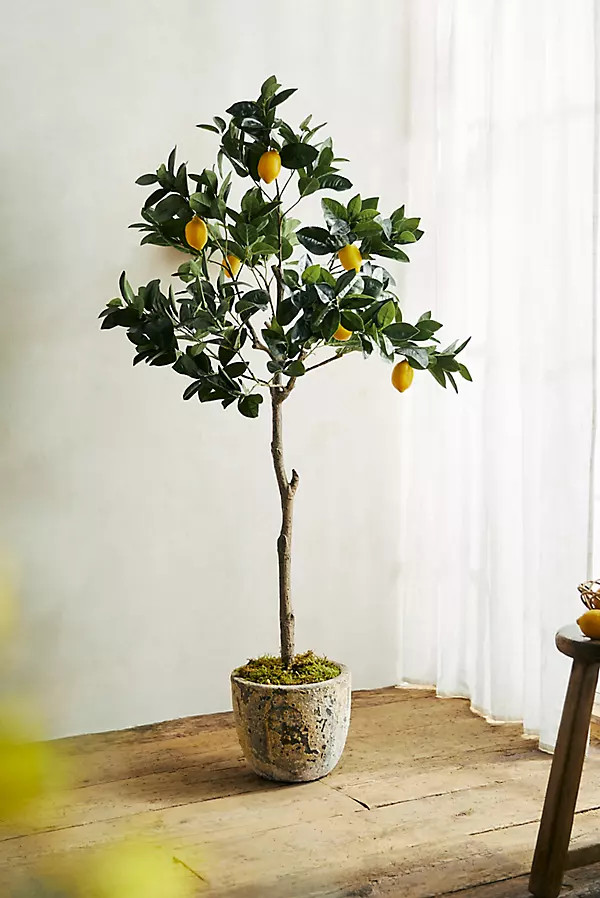 Faux Lemon Tree, 5.5' | Anthropologie (US)