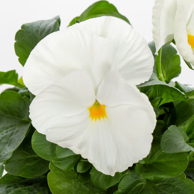 Metrolina Greenhouses White Pansy in 1 Pint Pot 6 -Pack | Lowe's