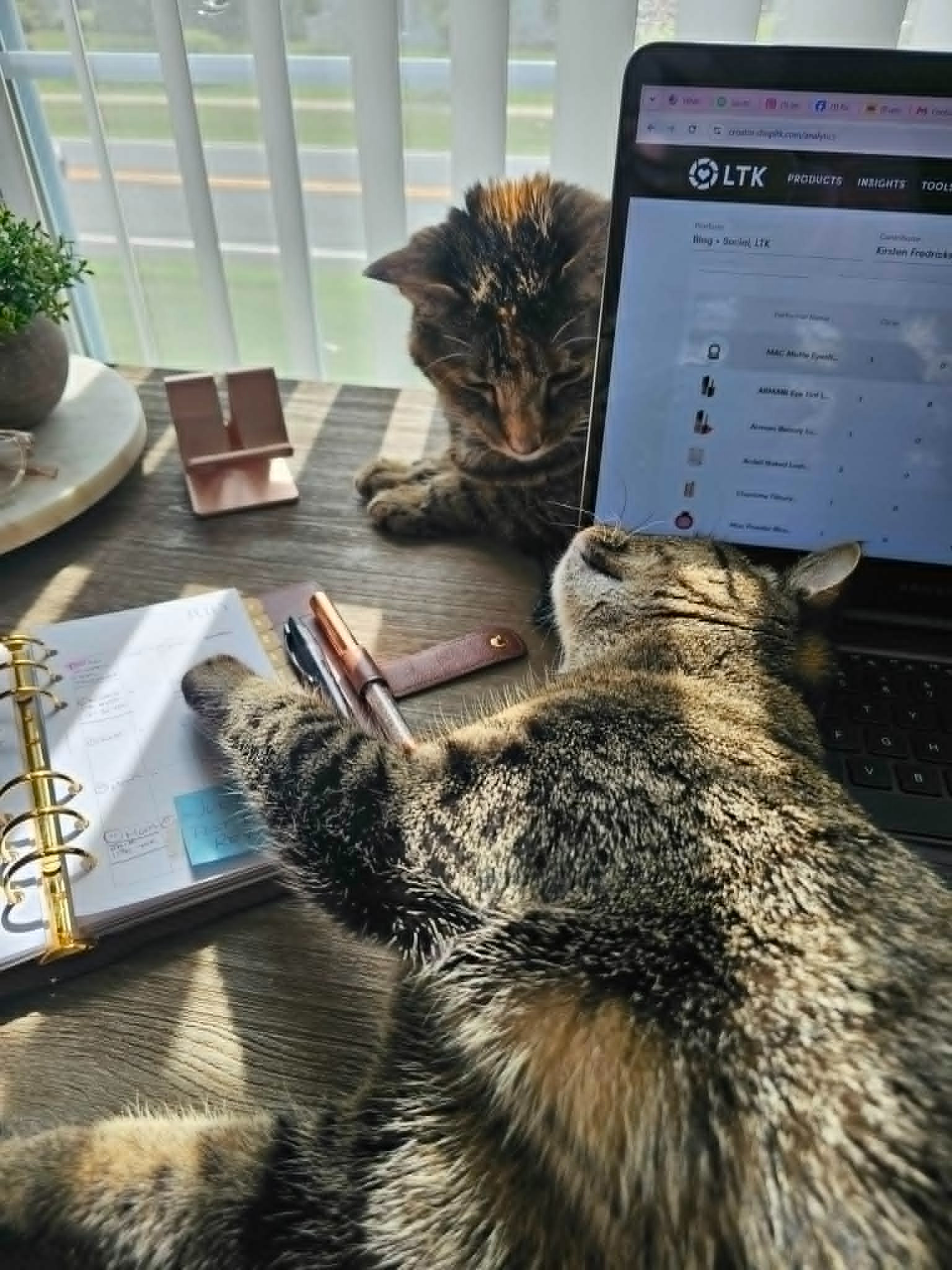 Day in the life of an LTK creator... ✨🐈

Step 1: Open laptop.
Step 2: Gather products.
Step 3: Wait for the "co-workers" to clock in.
Step 4: Productivity immediately comes to a halt because they're sleeping on the job.

Anyone else have coworkers who contribute absolutely nothing... except emotional support?

Mine (Shiloh & Freya) specializes in:

💤 Sleeping on the job

⌨️ Laying on the keyboard

📒 Claiming my planner as their bed

❤️ Keeping me company while I build my LTK

I guess every office has that employee. Shop my beauty favorites and workspace essentials in my LTK! 

 #LTKdayinmylife #LTKmomlife #LTKmorningroutine