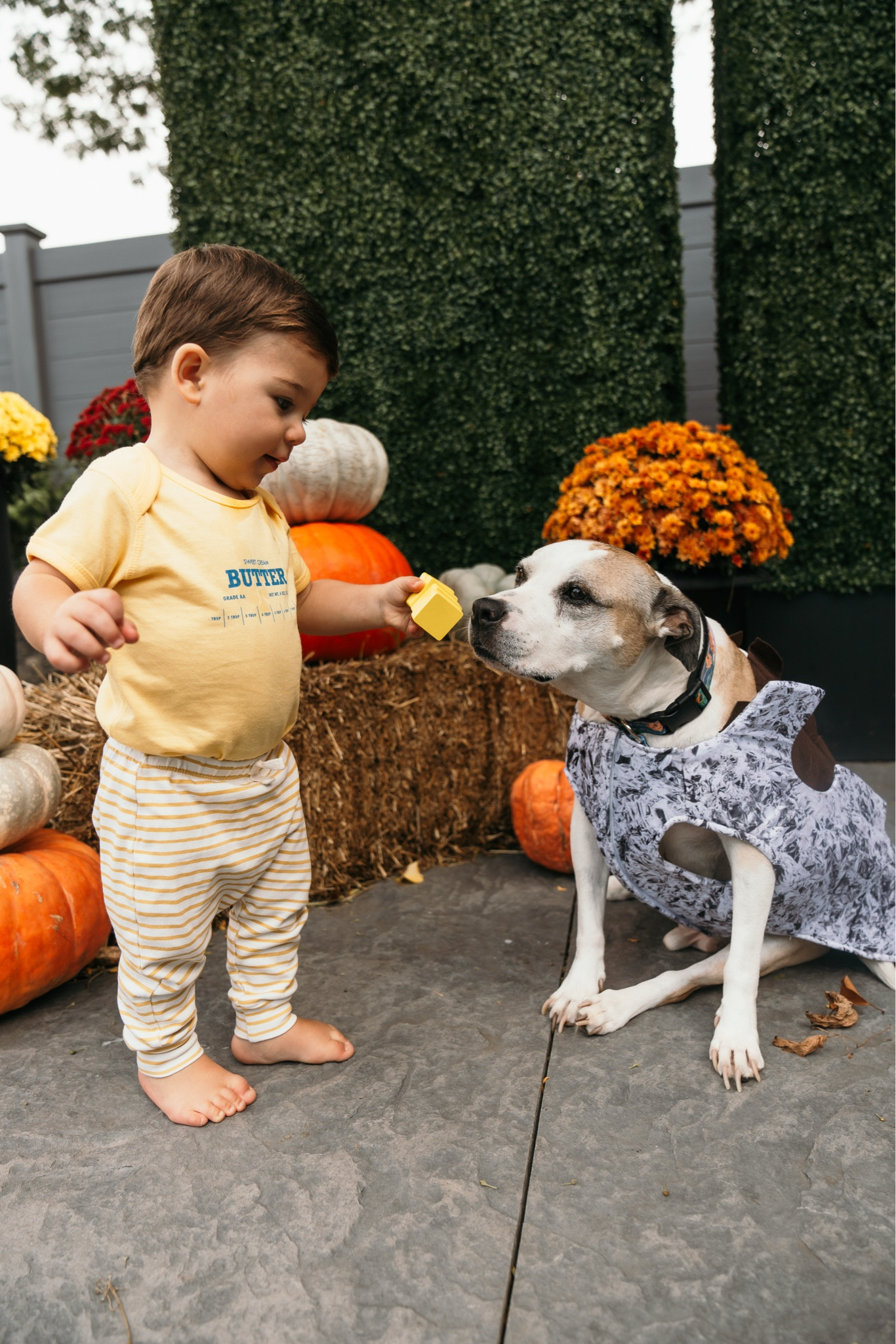 Baked potato & butter! 🥔🧈 family Halloween costumes. 

#LTKFamily #LTKHalloween #LTKSeasonal