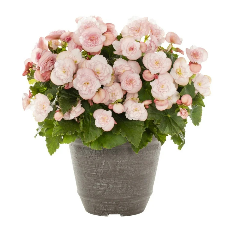 Better Homes & Gardens 3QT Pink Begonia Live Annual Plant Arden Decorative Pot Partial Shade - Wa... | Walmart (US)