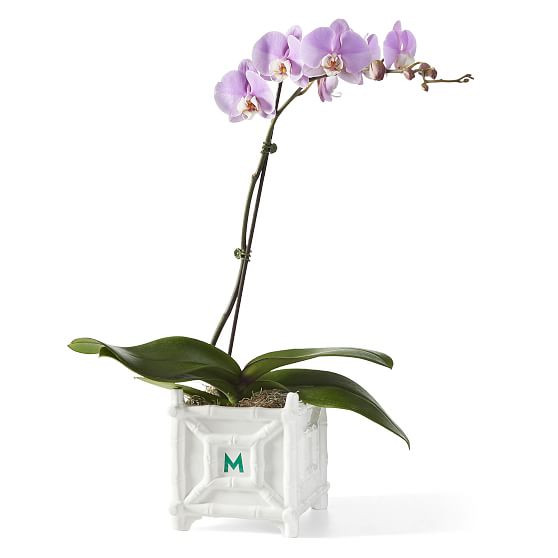 Ceramic Bamboo Cache Pot | Mark and Graham