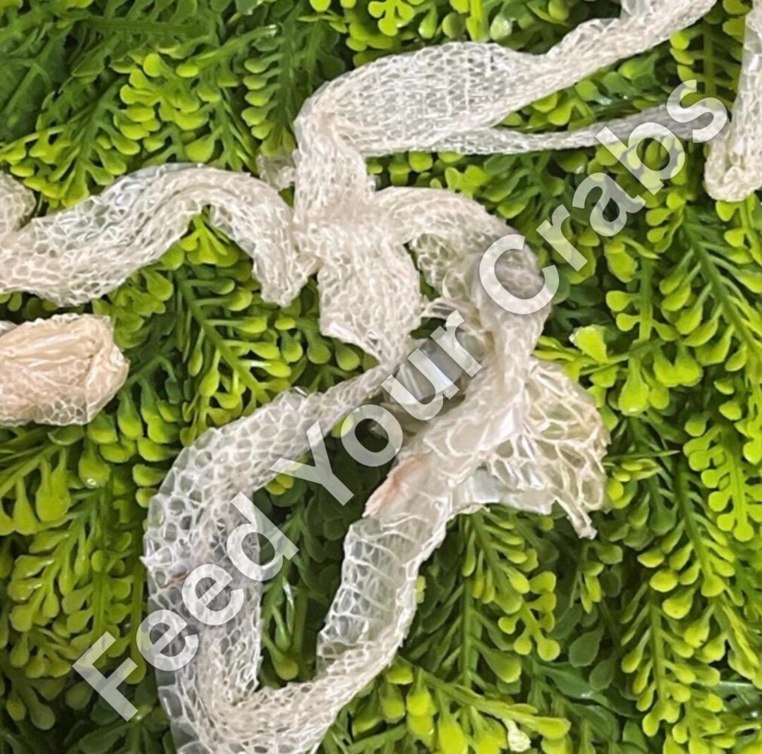 Snake Shed, Protein & Calcium Source for Hermit Crabs - Etsy | Etsy (US)
