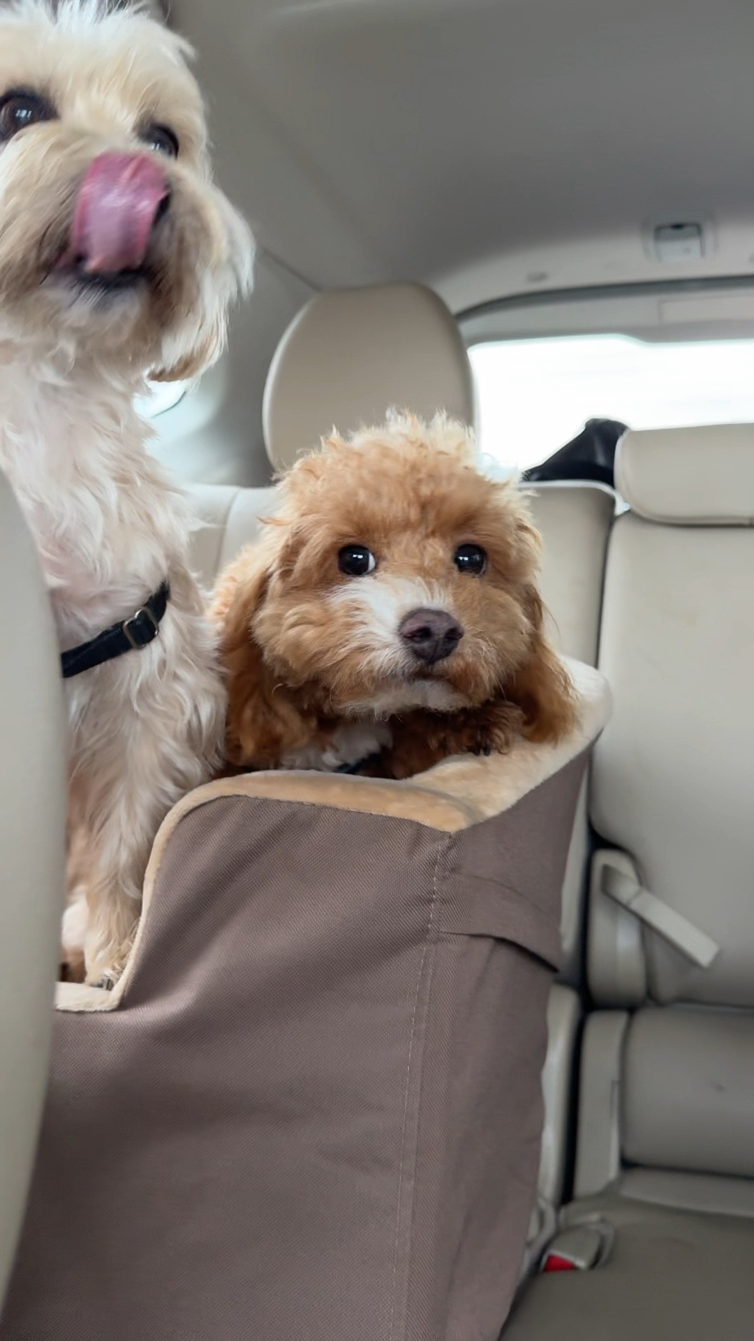 Must have car seat for dogs - K&H bucket car seat. It’s raised so smaller dogs can see out the window and has two restraints for 2 dogs. 

#LTKTravel