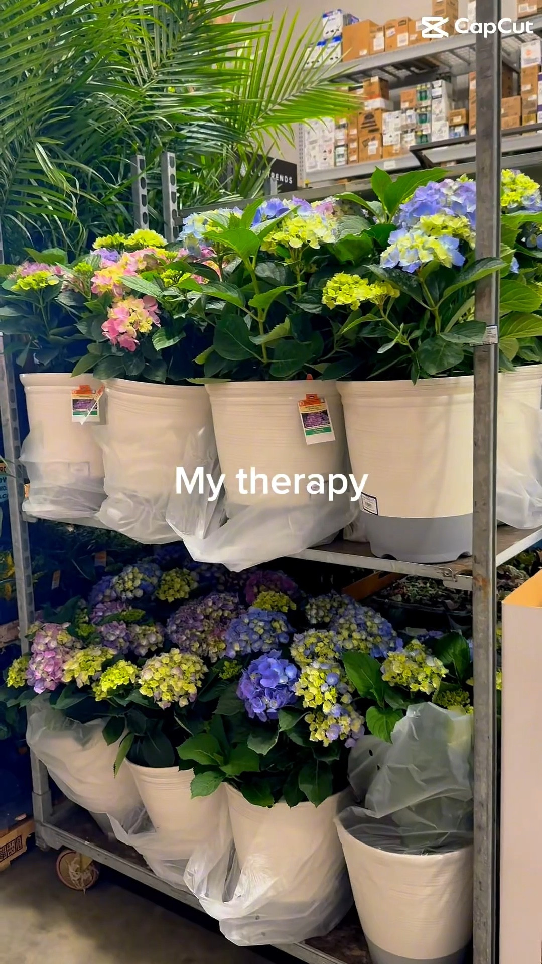 Spring therapy = pots + plants 🌿💚
Sharing my fave finds on LTK @lowes #ad #lowespartner @loweshomeimprovement 

#LTKmomlife #LTKSeasonal #LTKHome