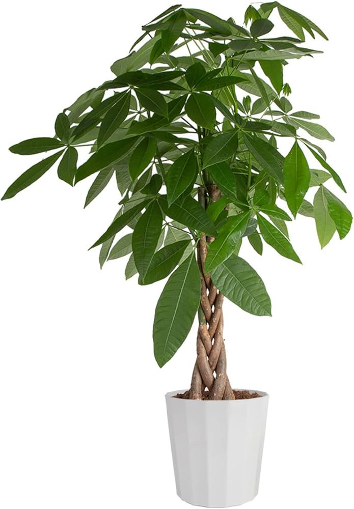 Costa Farms Money Tree Live Plant, Easy to Grow Houseplant Potted in Indoor Garden Pot, Pachira B... | Amazon (US)