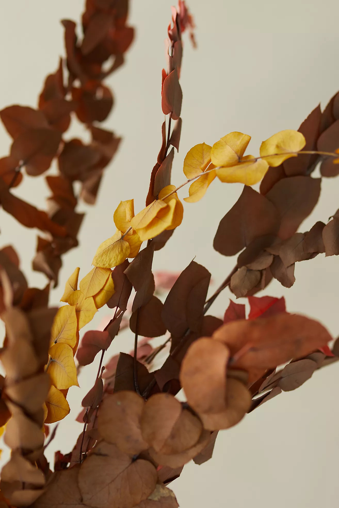 Preserved Stuartiana Eucalyptus Bunch | Anthropologie (US)