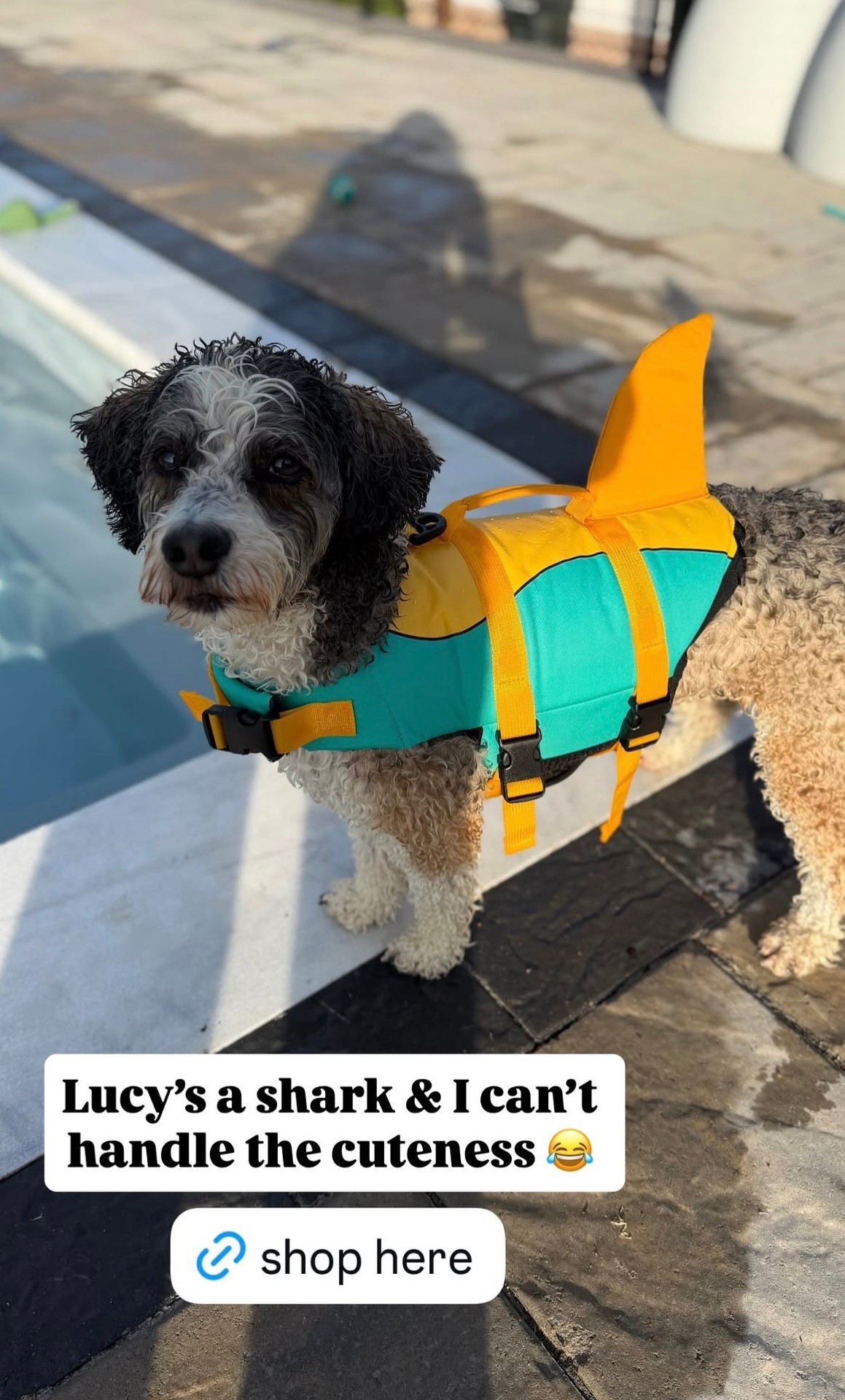 Lucy’s shark life jacket 😂🐶

#LTKSeasonal #LTKSwim #LTKHome