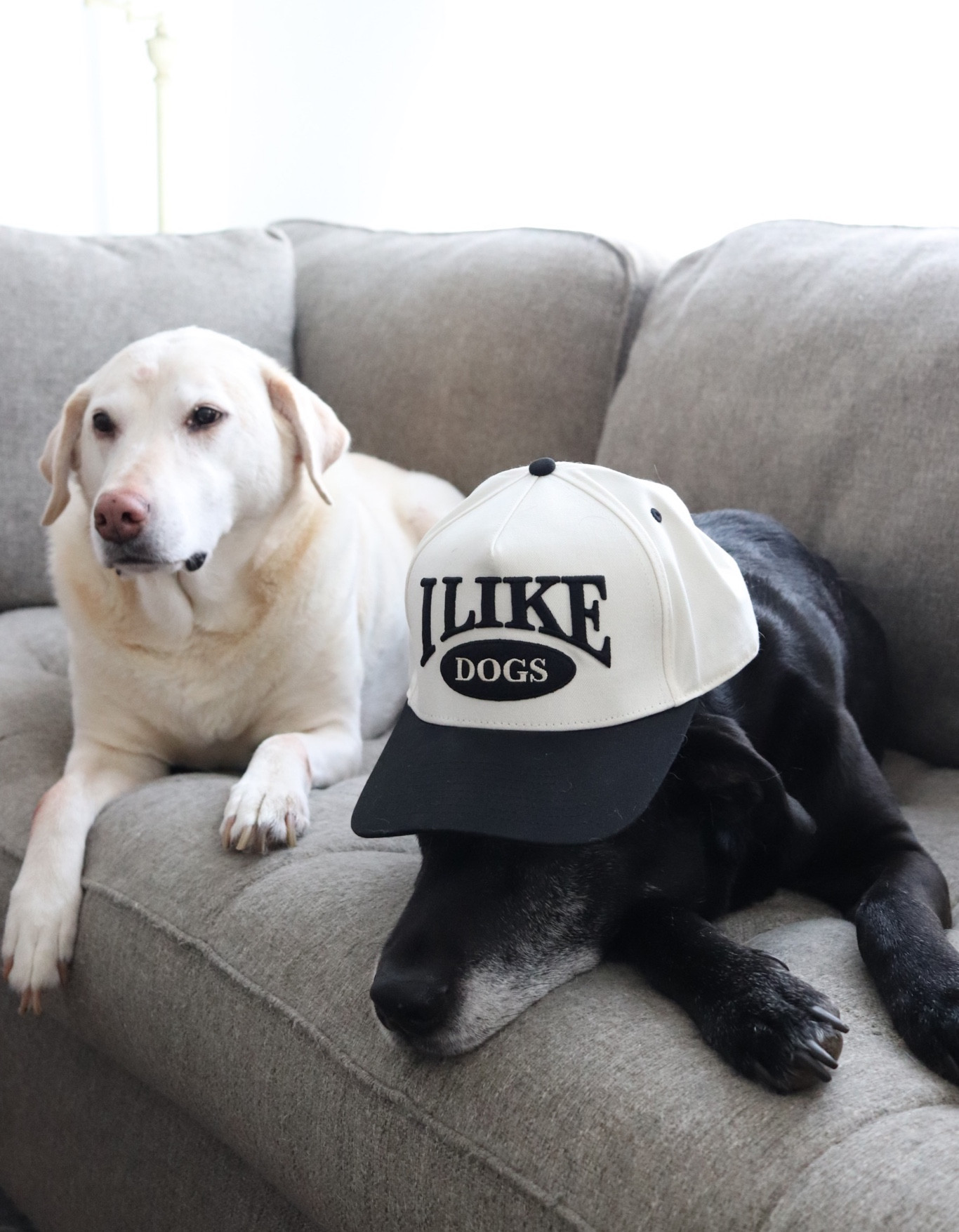 I like dogs 5 panel hat

#Ad #diogie #diogiepartner #ilikedogs @diogiebrand / dog lover / gifts for dog owners / dog people / I like dogs 