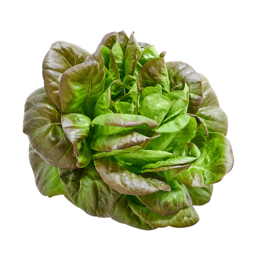 Red Butter Lettuce | Lettuce Grow