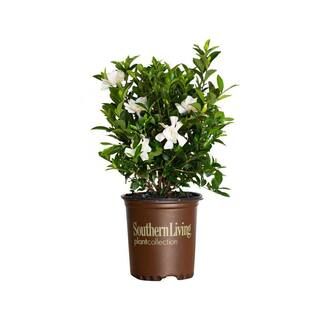 2.5 Qt. Jubilation Gardenia, Live Evergreen Shrub, White Fragrant Blooms | The Home Depot
