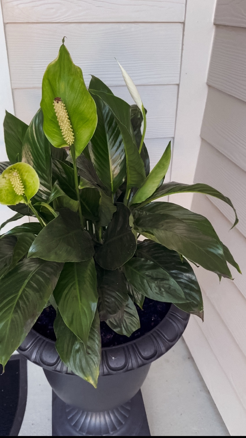 No one is more dramatic than my peace lily: “I’m not gonna make it… tell the other plants I love them.”

Me: heavy sigh over the level 10 drama and whips out Sol Soils Recovery Mix like a botanical paramedic.

Fast forward to the next morning
Peace lily: “I feel much better. I think I’ll bloom again.”

If your plant is also the drama—don’t worry, he just needs  Sol Soils recovery and a good nights rest.

Linking the recovery mix I used to revive this drama plant. Honestly a miracle in a bag. #PlantMomMagic #DramaQueenPlant #SolSoilsPartner #ad #SolSoils

#LTKHome #LTKFamily #LTKFindsUnder50