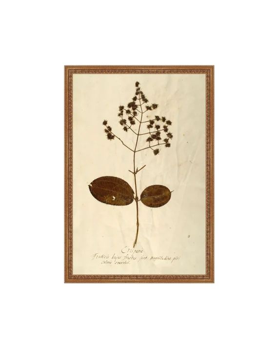 FRAMED PRINT. Herbarium V. Vintage Botanical Dried Plant. Dried Plants Herbarium Print. botanical... | Etsy (US)