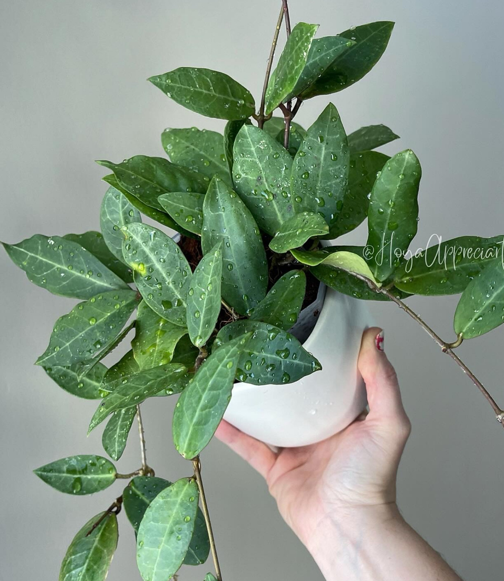 Hoya ‘Patricia’ is a cross between Hoya Elliptica and Hoya darwinii. I’ve grown H Elliptica but not H darwinii. I feel Hoya cv patricia is easier to grow than H Elliptica. At least in my experience and in my environment. 

Liz’s personal experience only…every environment is different:
🪴Light: south window with some supplemental light
🪴Water: when dry
🪴Avg Temp last 30 days: 71F
🪴Relative Humidity last 30 days: 45%
🪴Fussy: not for me
🪴Rate of growth: medium fast
🪴Growing Medium: coco husks & coco coir mix (shop “coco husks”)
🪴Fertilizer: I apply a nutrient-rich fertilizer tailored for Hoyas approximately every other watering when the plant isn’t dormant. It’s packed with essential macro and micronutrients, it’s the best I’ve found for hoyas!🪴(shop “fertilizer” )
🪴Rooting Method: in my coco coir mix (shop “coir”)
🪴Time In My Care: 1.5 years 
🪴Would Liz recommend this one: yes

#LTKHome