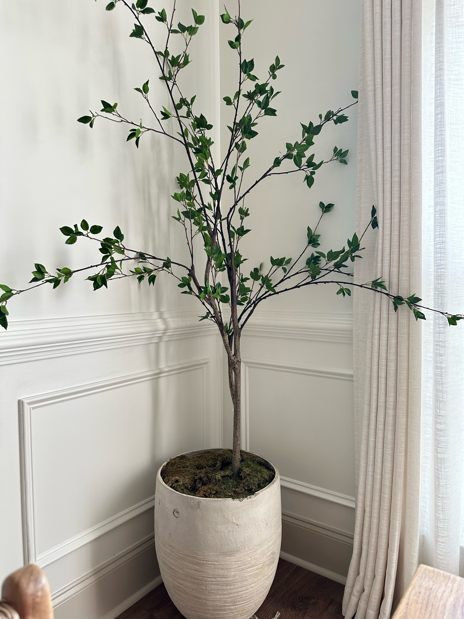 Citrus tree and planter! 

#LTKhome