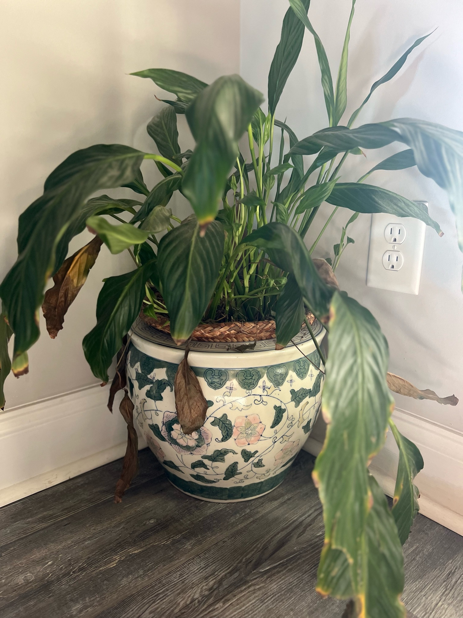 Antique fish bowl planter 🪴

#LTKSaleAlert #LTKHome #LTKStyleTip