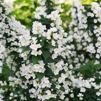 Philadelphus ""Illuminati Tower'- Mock Orange - Approx 4 Inch | Etsy (US)