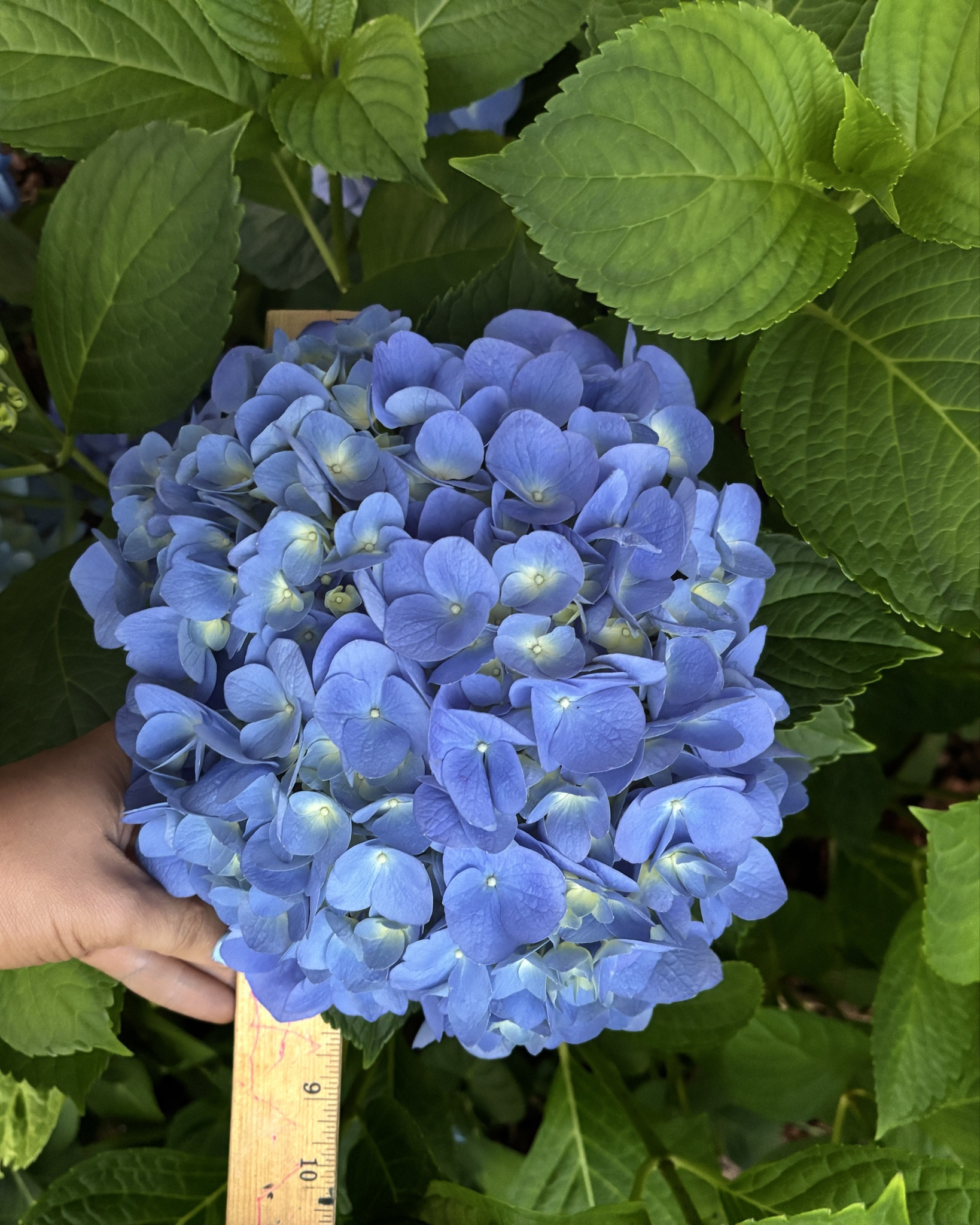 These bushes were planted last year and have thrived this year. Here is what I use to get gigantic blooms! 

#LTKSummerEdit #LTKSeasonal #LTKHome