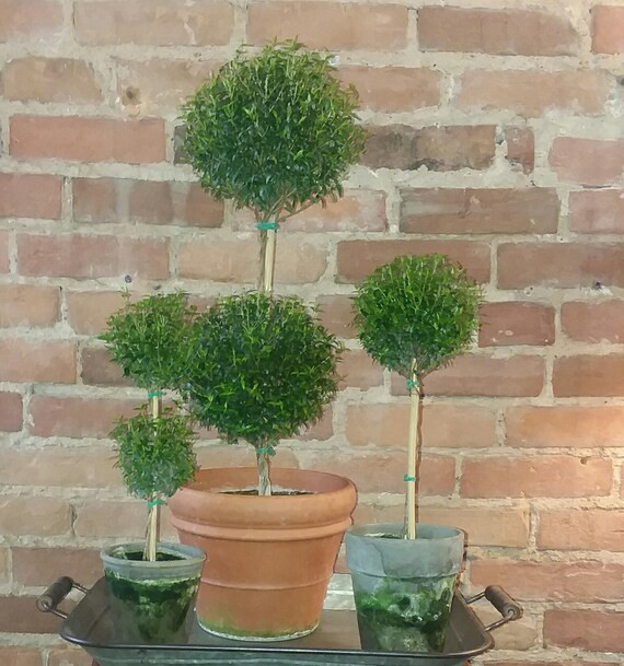 Double Ball Myrtle Topiary in 5 Gray Clay Pot | Etsy | Etsy (US)