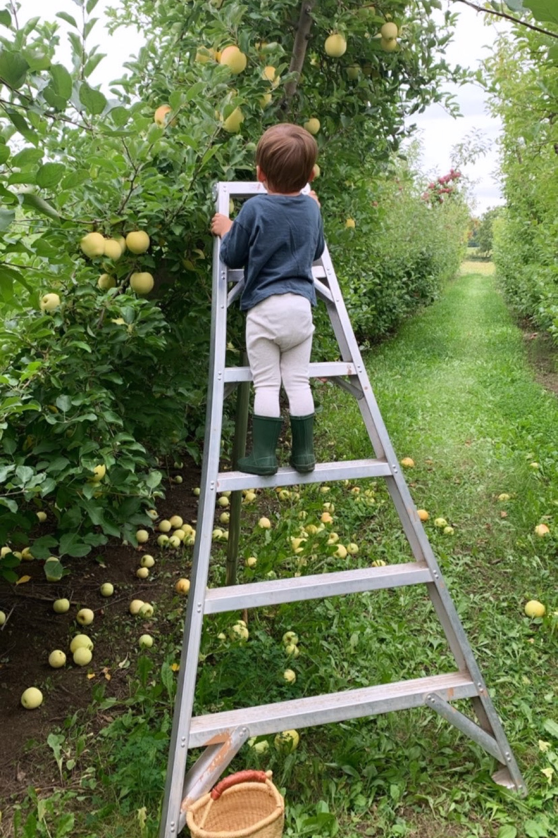 It’s apple picking season here in WI. 
#applepicking #toddler

#LTKSeasonal #LTKbaby #LTKfamily