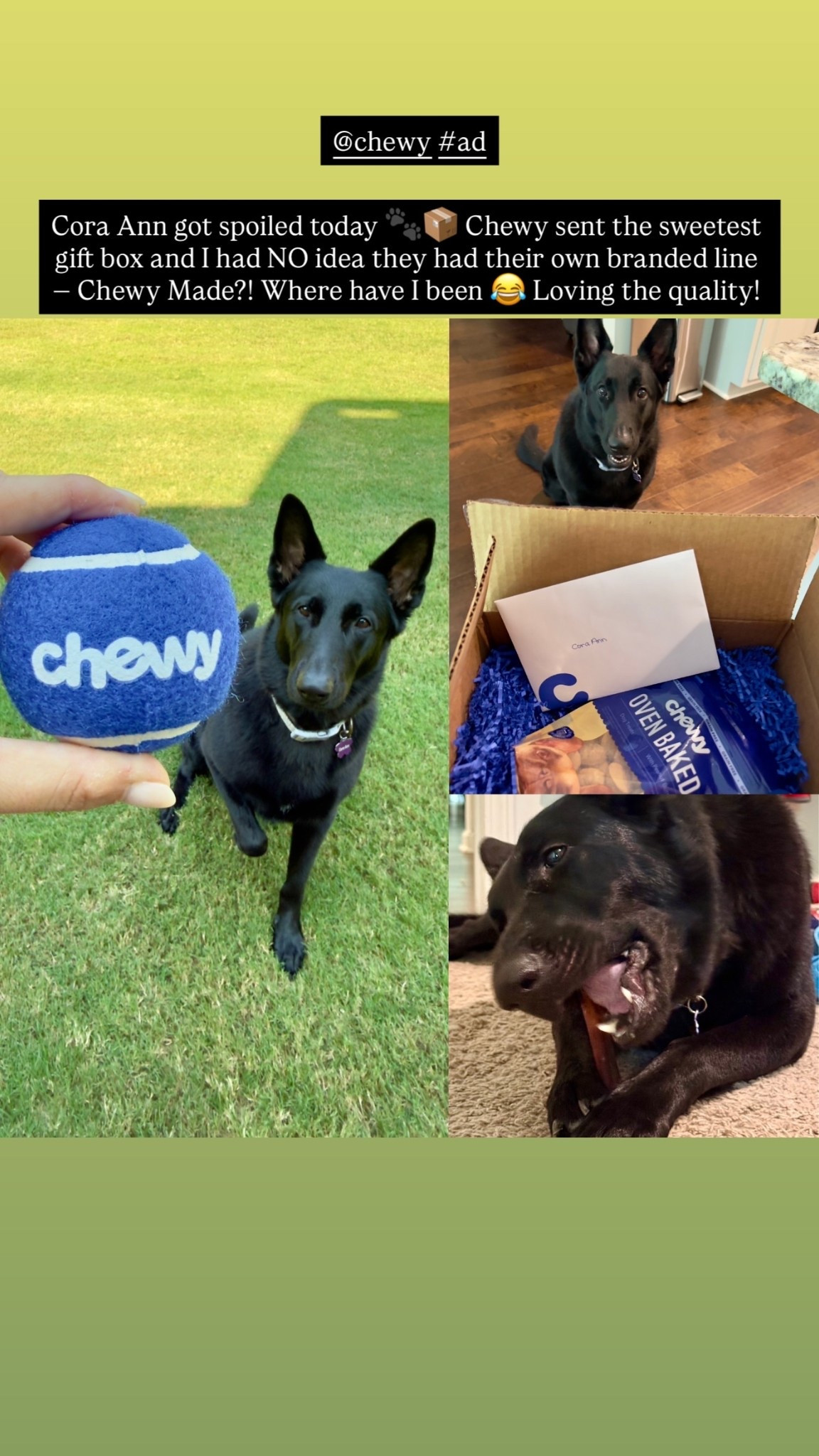 Cora Ann got spoiled today 🐾📦 Chewy sent the sweetest gift box and I had NO idea they had their own branded line — Chewy Made?! Where have I been 😂 Loving the quality! @chewy #ad