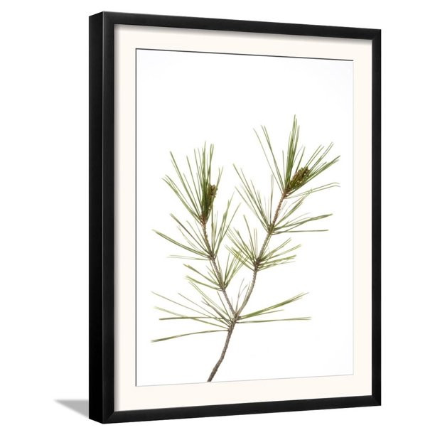 Young Cones on Twig of Aleppo Pine Tree Spain Framed Art Print Wall Art  - 15.5x19.5 | Walmart (US)