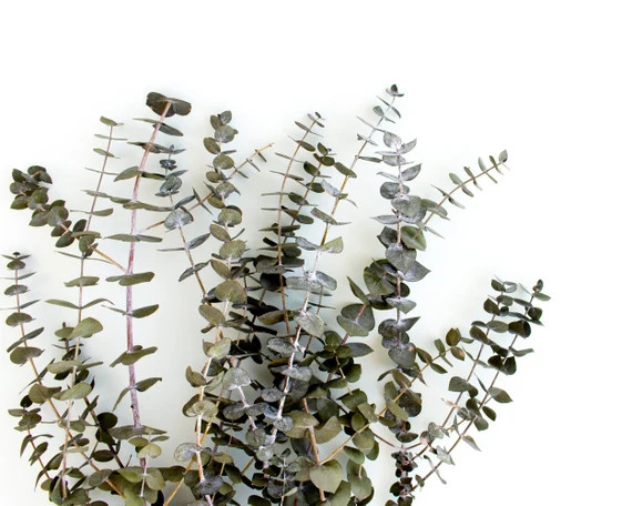 Eucalyptus Preserved // Dried Eucalyptus Bunch Greenery Basil Frosted Eucalyptus Dried Flowers Chris | Etsy (US)