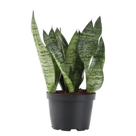 Delray Plants Snake Plant (Sansevieria zeylanica) Easy To Grow Live House Plant, 6-inch Black Gro... | Walmart (US)