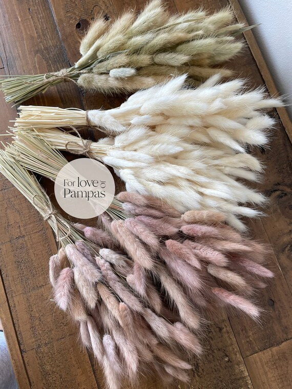 Mini Bunny Tails Bunch 60 Pcs  Dried Lagurus Pampas Grass | Etsy | Etsy (US)