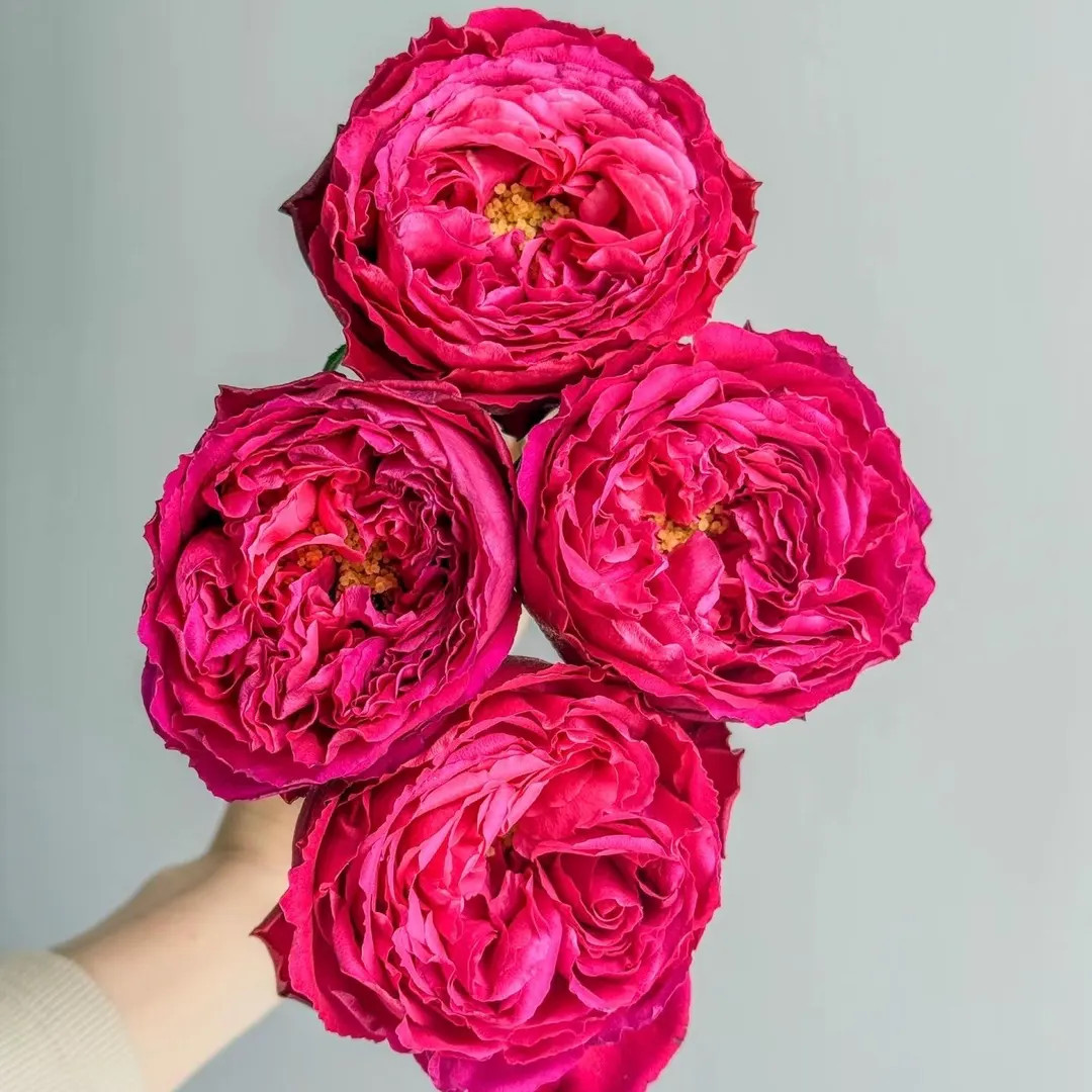 Traviata 茶花女 | Etsy (US)